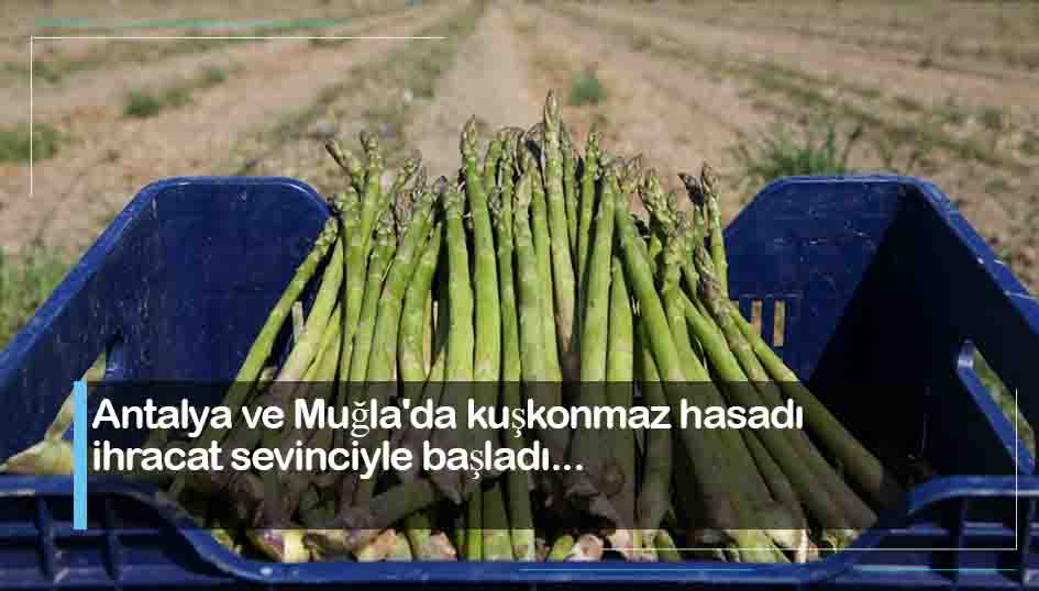 Antalya ve Muğla'da kuşkonmaz hasadı ihracat sevinciyle başladı