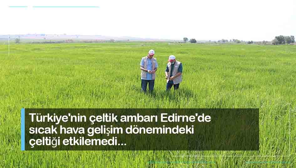 Türkiyenin çeltik ambarı Edirnede sıcak hava gelişim dönemindeki çeltiği etkilemedi