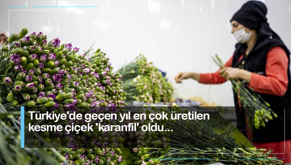 Türkiyede geçen yıl en çok üretilen kesme çiçek karanfil oldu