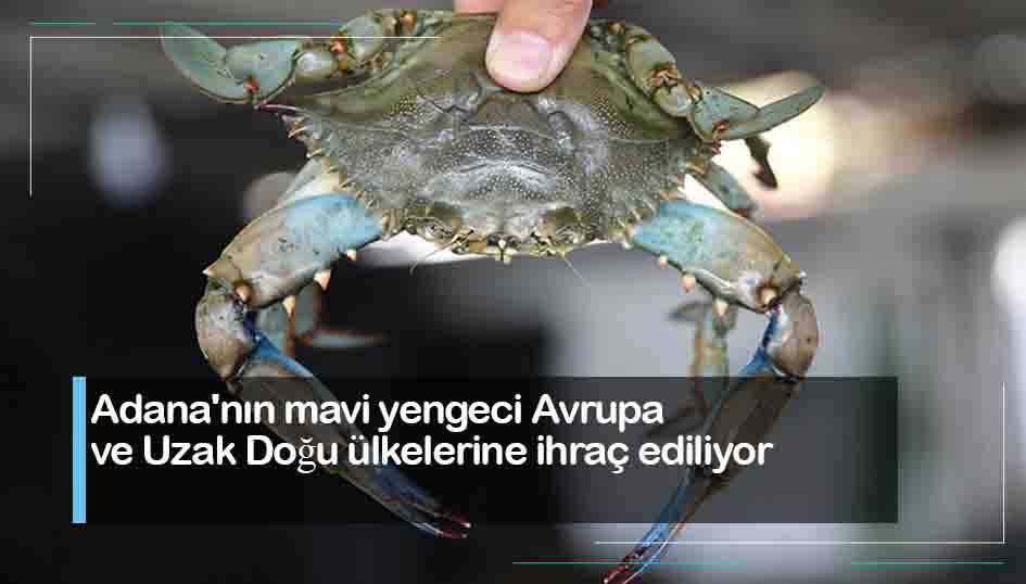 Adana'nın mavi yengeci Avrupa ve Uzak Doğu ülkelerine ihraç ediliyor