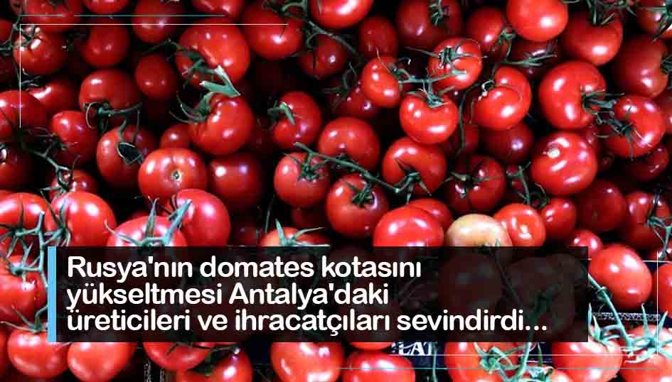 Rusya'nın domates kotasını yükseltmesi Antalya'daki üreticileri ve ihracatçıları sevindirdi