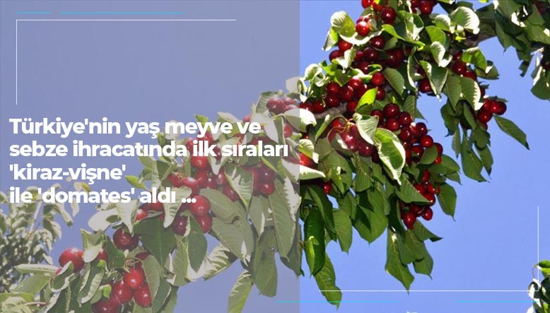 Türkiye nin yaş meyve ve sebze ihracatında ilk sıraları kiraz , vişne ile domates aldı...