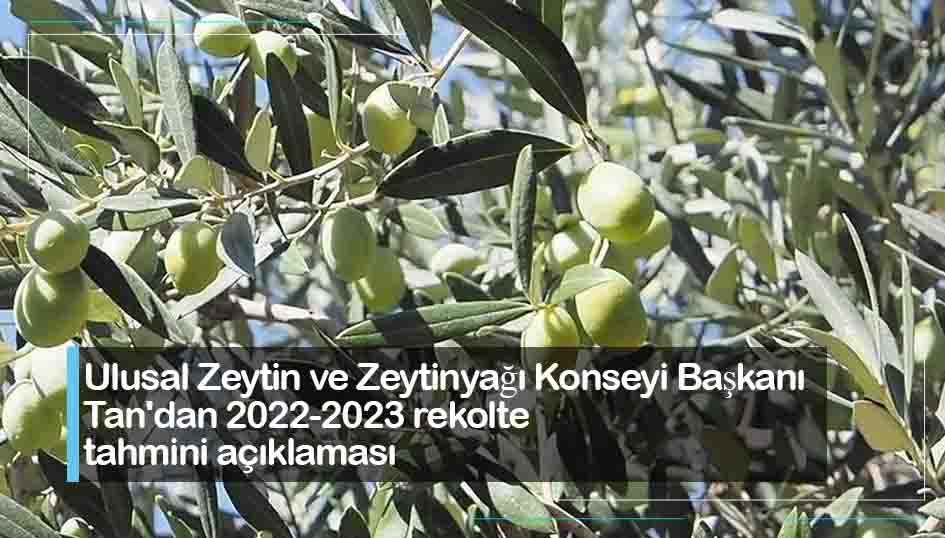 Ulusal Zeytin ve Zeytinyağı Konseyi Başkanı Tan'dan 2022-2023 rekolte tahmini açıklaması